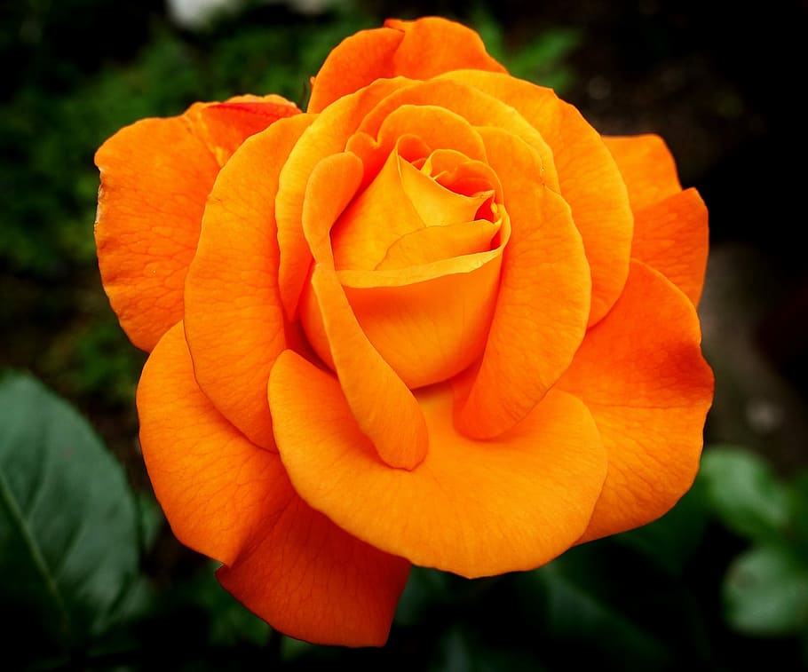 咲くオレンジローズ, バラ, 花, 自然, バラの花, 美しさ, ロマンチック, ガーデンローズ, オレンジ, 香り