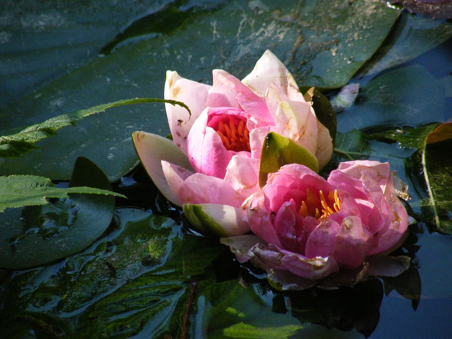 Water Lily, Blossom, Bloom, Pink, lotus Water Lily, nature, pond, lake, water, pink Color