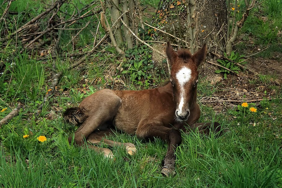 brown, four-legged animal, sitting, grass, tree, animal, foal, domestic, animals, nature