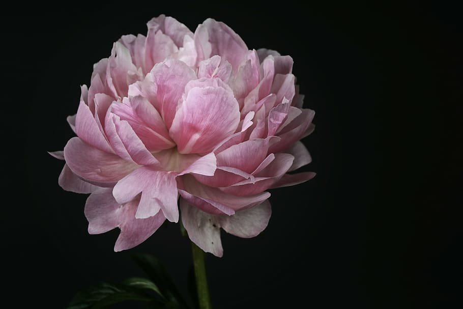 white, pink, petaled flowers, peony, blossom, bloom, spring, flower, nature, full bloom