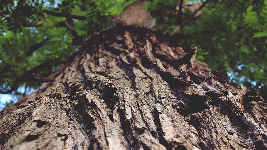 tree trunk, bark, nature, tree, trunk, plant, growth, textured, forest, focus on foreground