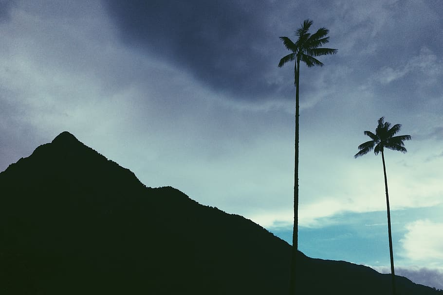 colombia, palm trees, mountain, landscape, scenery, scenic, sky, clouds, palm, leaf