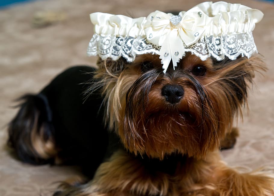 puppy, dog, animals, home, yorkshire terrier, pet, small dog, views, at the wedding, darling