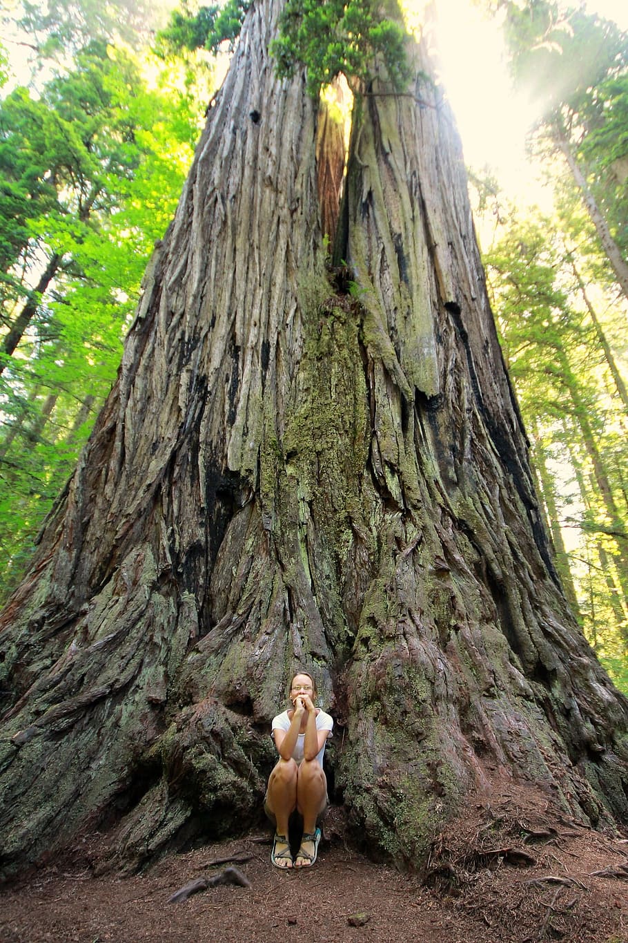 wanita, duduk, di samping, pohon, sinar matahari, sequoia, redwood, redwood raksasa, pohon mammoth, pohon redwood