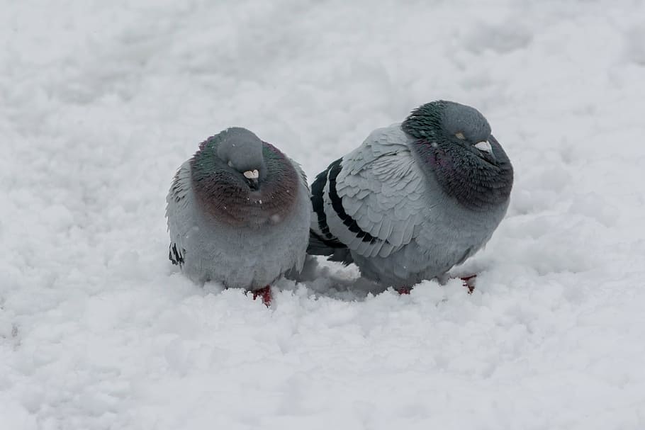 dove, bird, winter, frozen, animal, beak, city, cold, day, feather