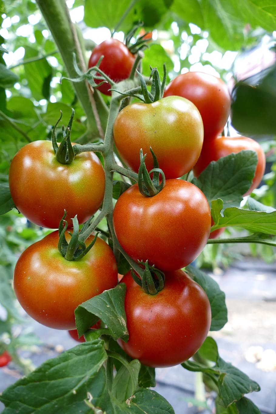 tomatoes, tomato plant, red, on the vine, vegan, food and drink, healthy eating, food, fruit, freshness