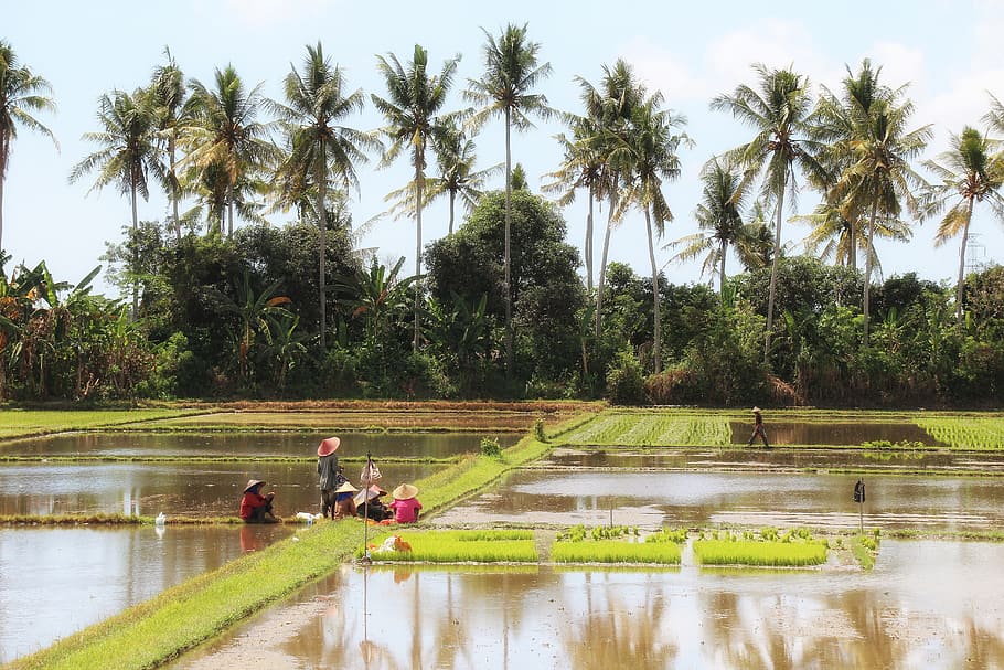 Bali, Landscape, Rice Field, Indonesia, painting, composition, nature, water, rice Paddy, outdoors