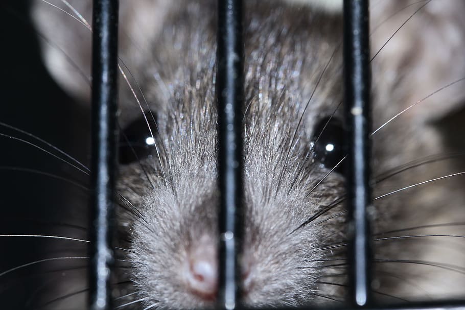 black rodent, color rat, rat, rodent, animal, fur, hair, cage, imprisoned, sad