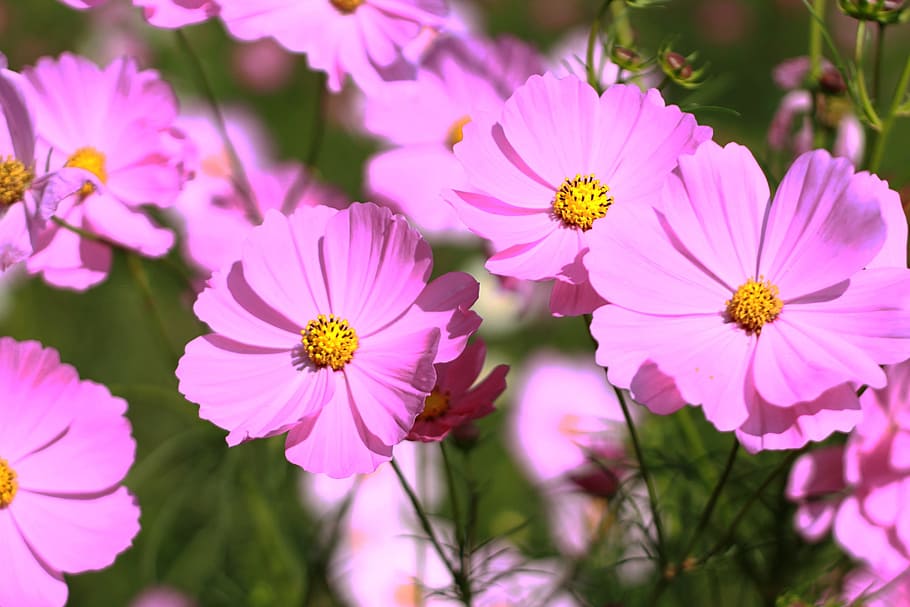 bunga, merah muda, bunga merah muda, taman bunga, alam, berwarna-warni, tanaman berbunga, tanaman, kesegaran, keindahan di alam