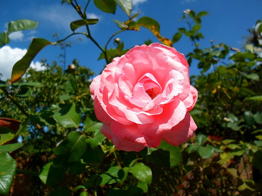 rosa, flower, landscape, garden, rose bush, tree, linda, nature, rose - Flower, red