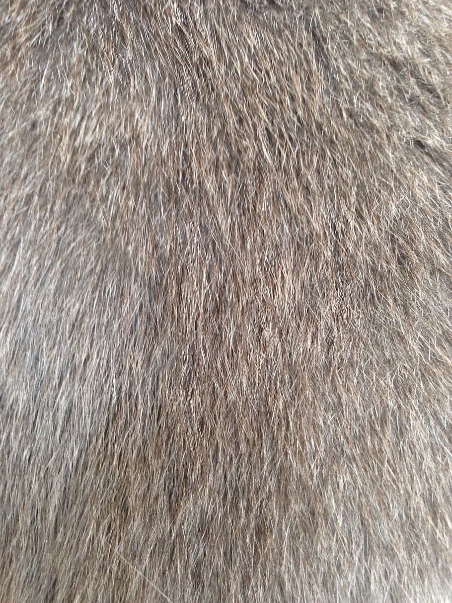 pele de gato, pele, peludo, doce, animal, lanoso, mamífero, cinza, fundos, moldura completa