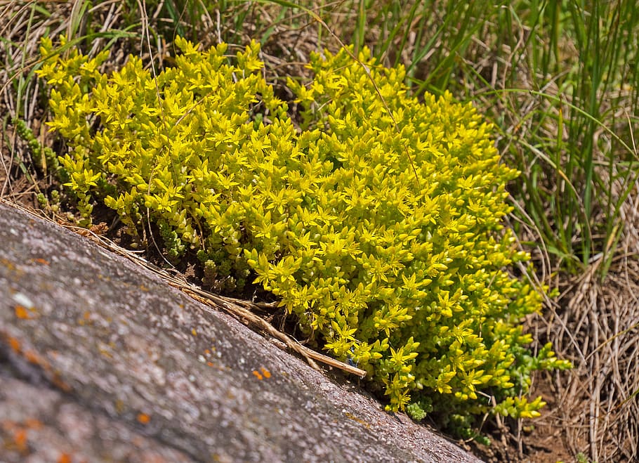 stonecrop, saxifrage, bunga liar, mekar, kuning, flora, menanam, pertumbuhan, tidak ada orang, alam