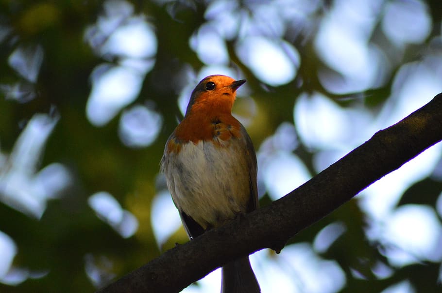burung di pohon, robin, burung, robin merah, hewan, tema hewan, satwa liar, hewan bertulang belakang, bertengger, pohon