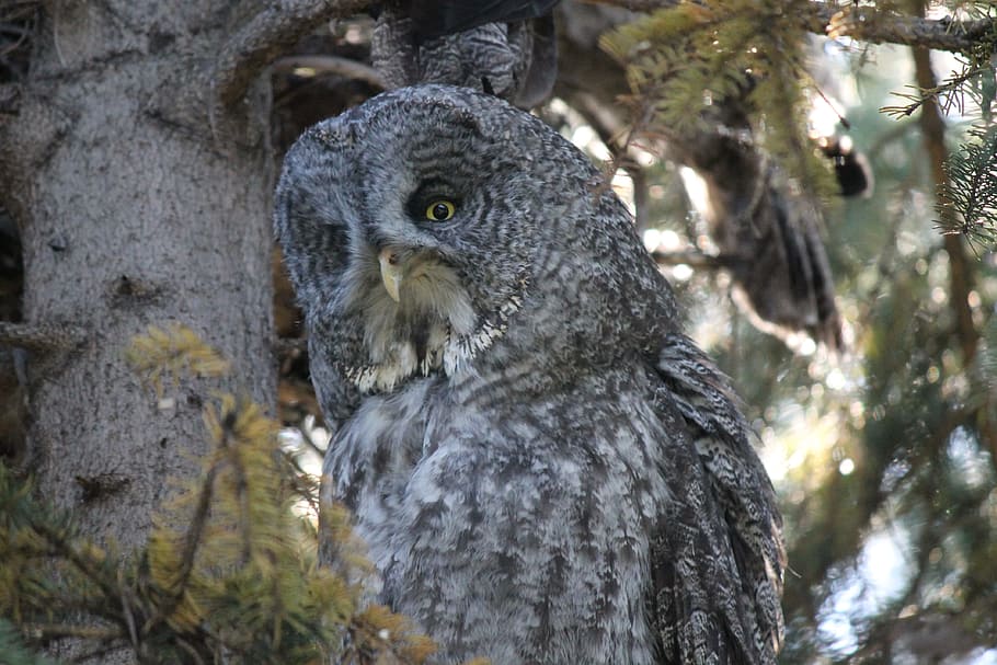 great gray owl, phantom of the north, cinereous, spectral owl, lapland owl, spruce owl, bearded owl, and sooty owl, wildlife, owl