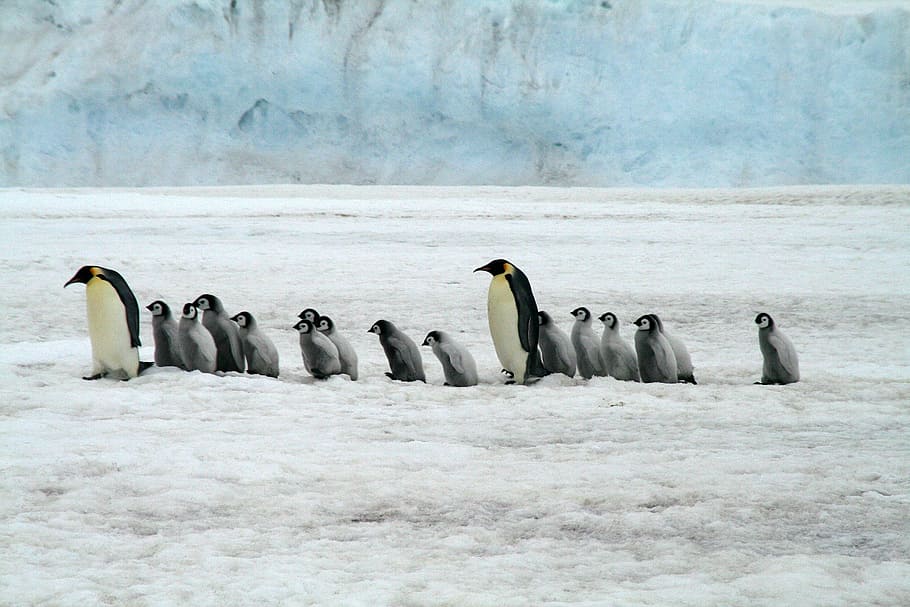 penguin on ice, emperor penguins, antarctica, wildlife, penguin, group of animals, bird, cold temperature, snow, animals in the wild