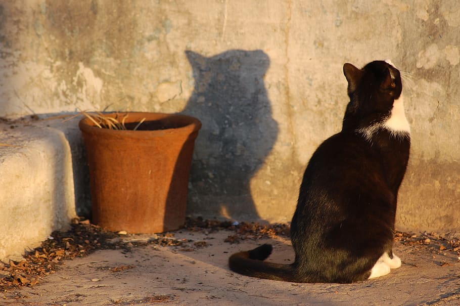 hitam, putih, kucing, berdiri, depan, dinding, bayangan, profil, binatang menyusui, tema hewan