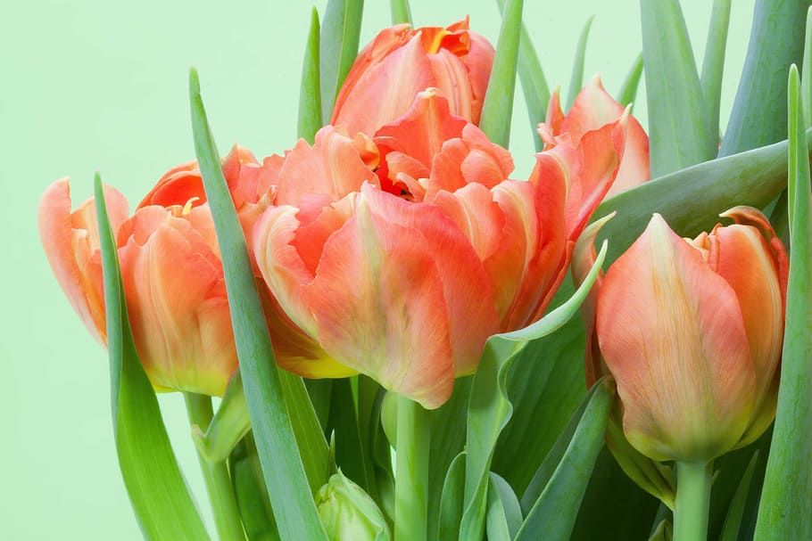flores rosadas, tulipanes, ramo, primavera, naturaleza, flores, schnittblume, flor, floración, planta