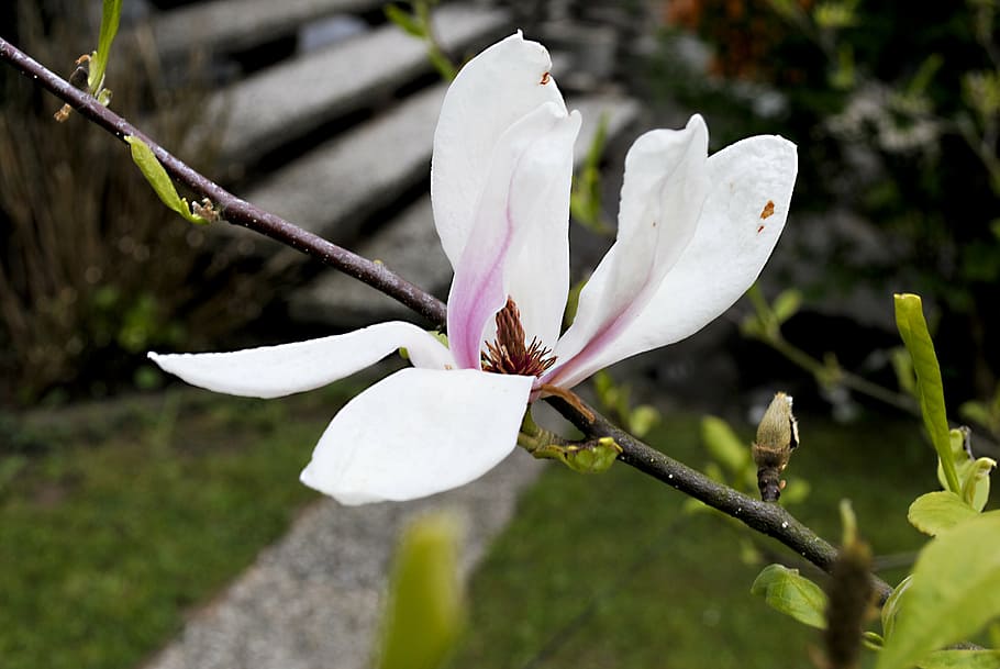 magnolia, flower, pink, white, nature, close, beautiful, plant, sommermagnolie, harmony