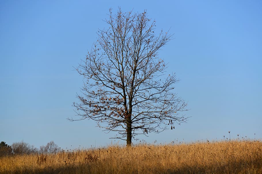 autumn, oak, loneliness, reverie, tree, nature, sky, blue sky, the beauty of nature, grass