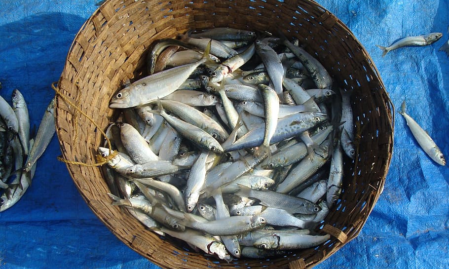 Fish, Indian Oil Sardine, sardinella longiceps, ray-finned fish, sardinella, sea, catch, marine, organism, seafood