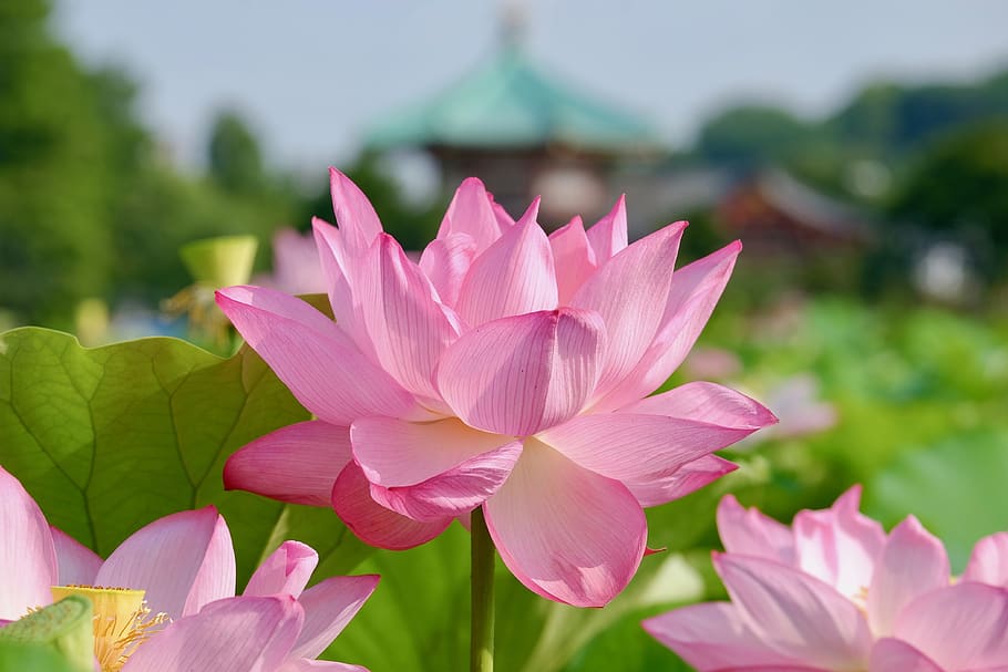 lotus, flower, temple, summer, asian, flowering plant, pink color, plant, beauty in nature, freshness