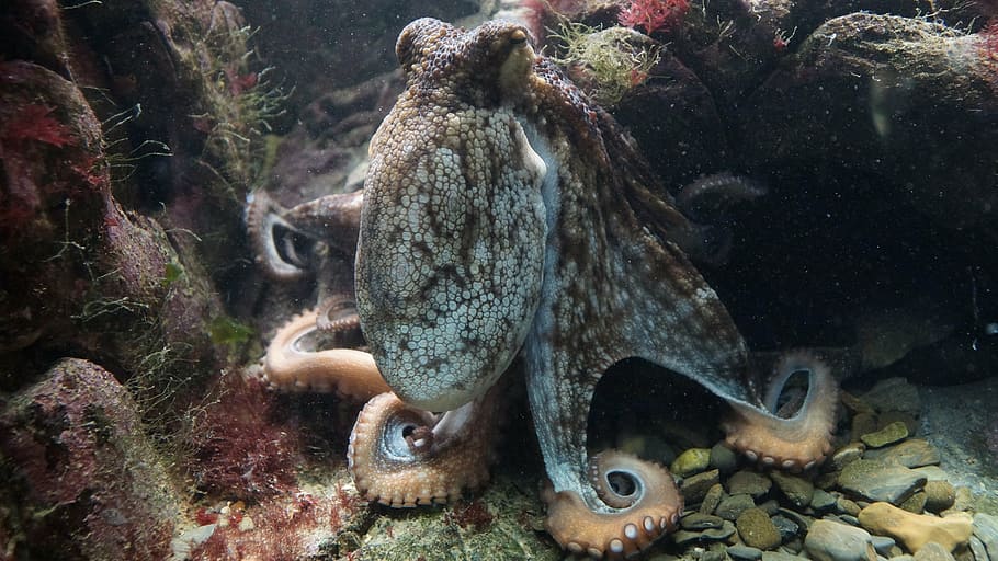 brown octopus, octopus, kraken, octopus vulgaris, common otopus, ocean, cephalopod, invertebrate, octopede, underwater