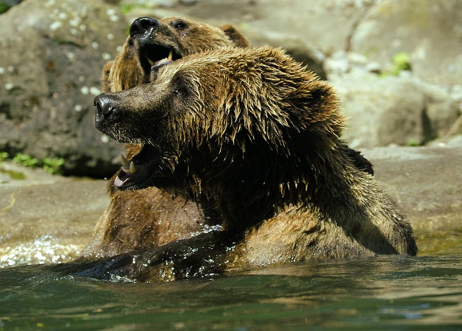 beruang, ursus arctos, air, kebun binatang, cipratan, suntikan, cipratan air, hebat, berenang, bertarung