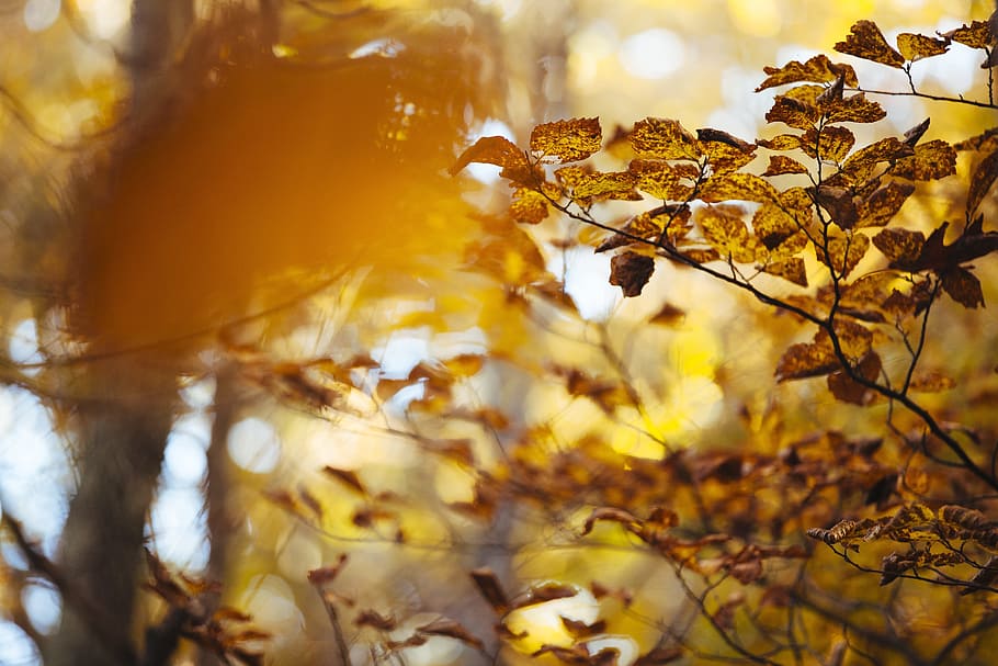 untitled, fall, leaves, autumn, warm, yellow, blurred background, leafy, golden, leaf