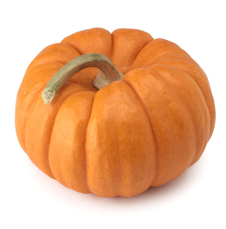 pumpkin, halloween, thanksgiving, fall, gourd, food, grow, farming, squash vine, food and drink