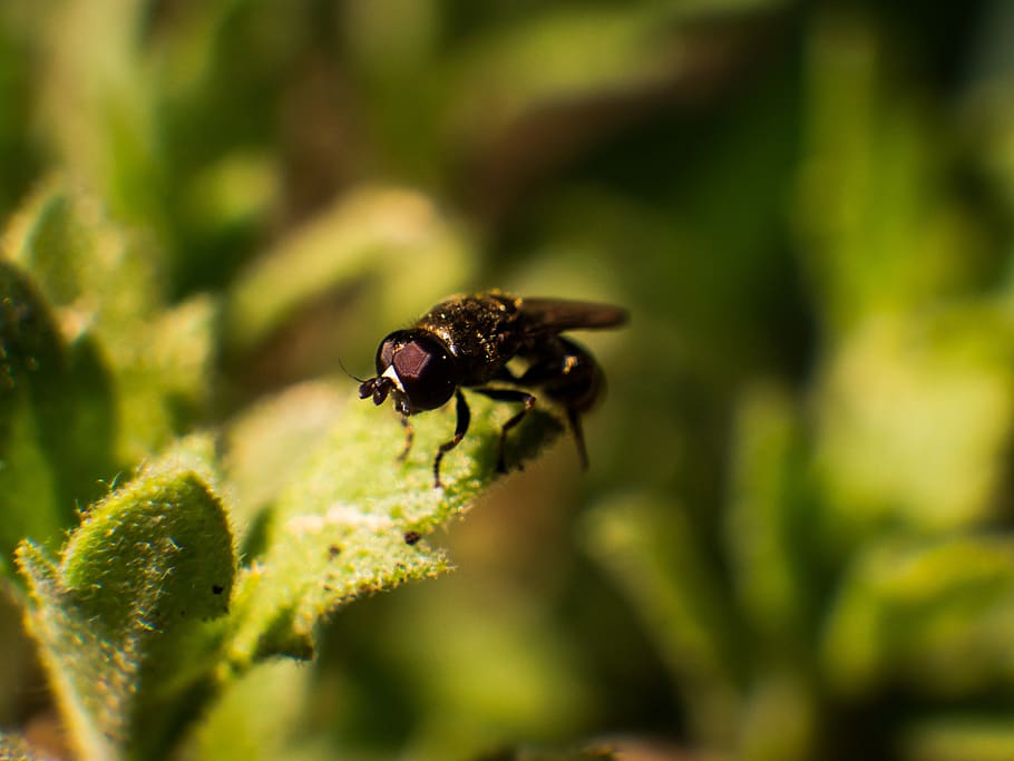 insect, nature, animal, animal world, small, macro, fly, close up, flight insect, compound eyes