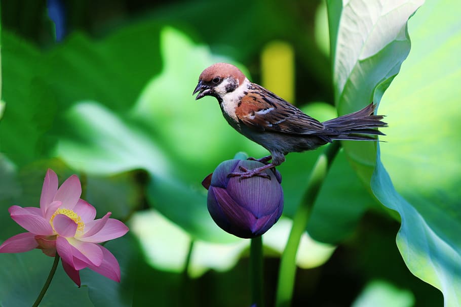 brown, white, standing, flower, Sparrow, Lotus, Solitary, Birds, Flowers, solitary birds flowers