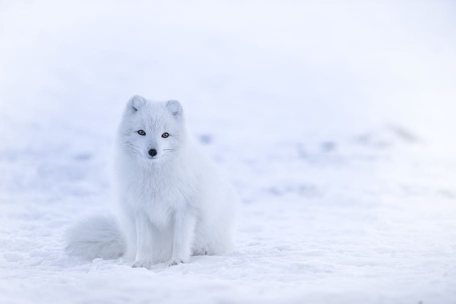 white, fur animal, standing, sitting, snow, fox, animal, wildlife, animal themes, one animal
