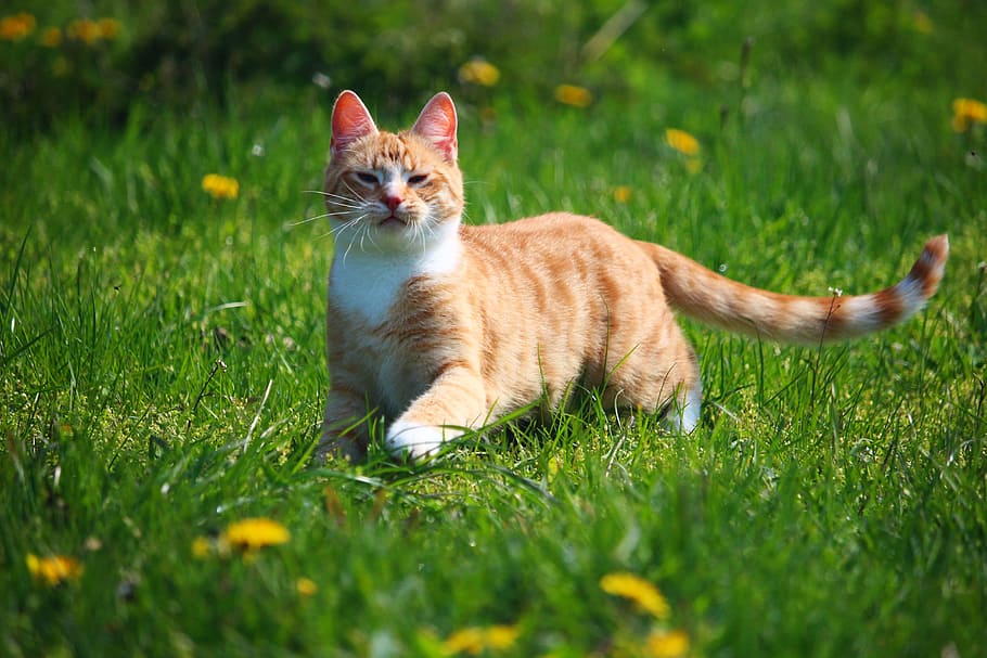 oranye, kucing betina, kucing, hijau, bidang rumput, anak kucing, mieze, kucing betina tenggiri merah, kucing merah, mackerel