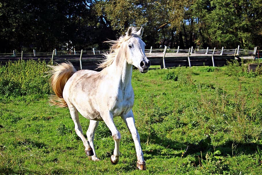 horse, mold, gallop, thoroughbred arabian, pasture, coupling, grass, domestic, pets, domestic animals