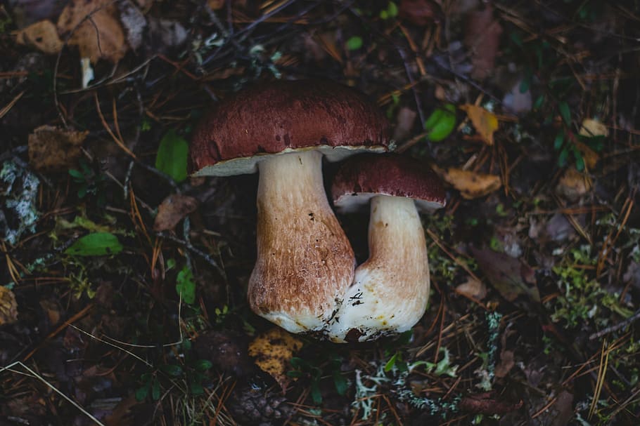 two, brown-and-white mushrooms, ground, brown, mushrooms, mushroom, fungus, food, outdoor, grass
