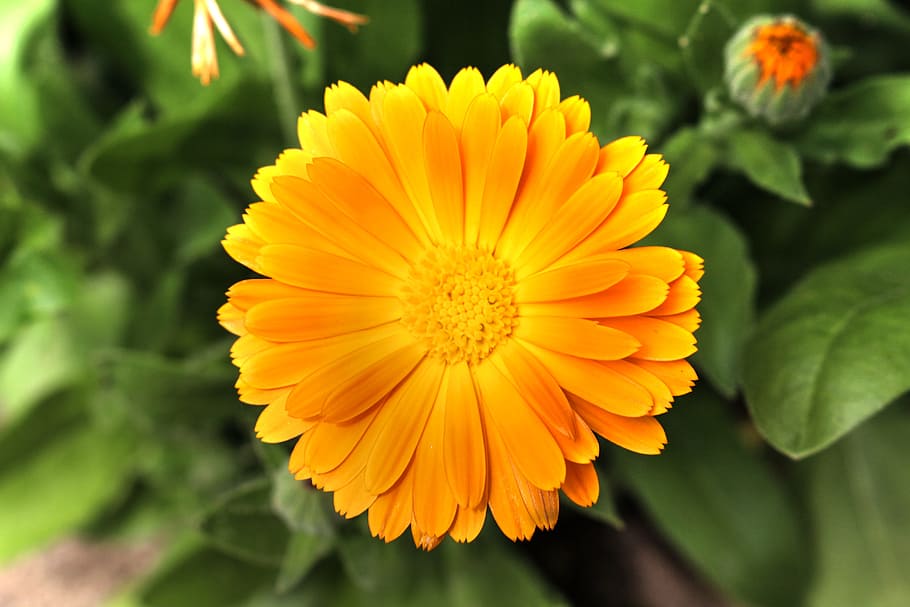 marigold, blossom, bloom, blossomed, orange, calendula, yellow, medicinal plant, gardening, garden