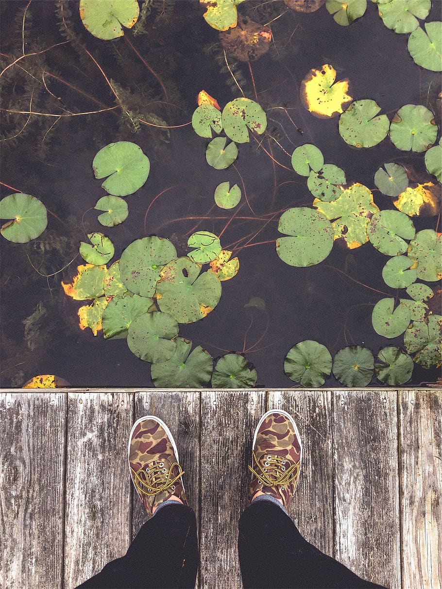 shoes, laces, dock, lily pads, lake, water, low section, human leg, shoe, standing