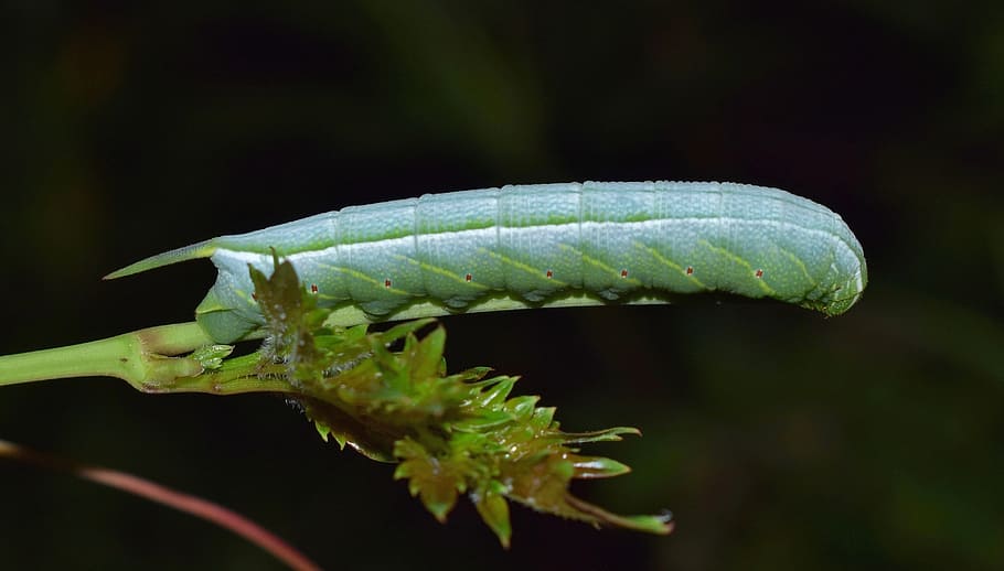 caterpillar, larvae, banded sphinx moth caterpillar, banded sphinx caterpillar, insect, bug, green, nature, invertebrate, worm