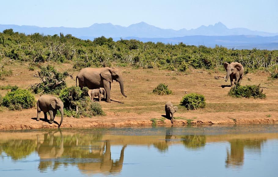 cinco, elefantes, corpo, agua, elefante, manada de elefantes, animais, elefante africano, África, África do Sul