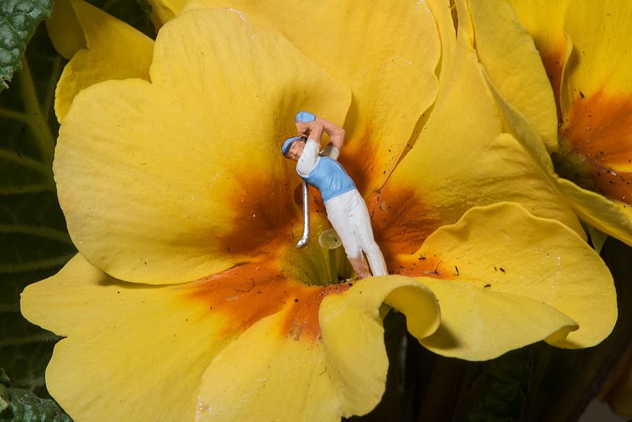 golf player figurine, yellow, hibiscus, miniature, photography, golf, flowers, macro, close, figure