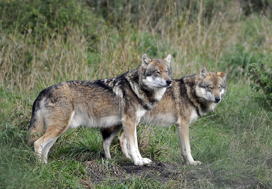 two, brown, wolves, standing, green, grass, outdoors, wildlife park, poing, animal