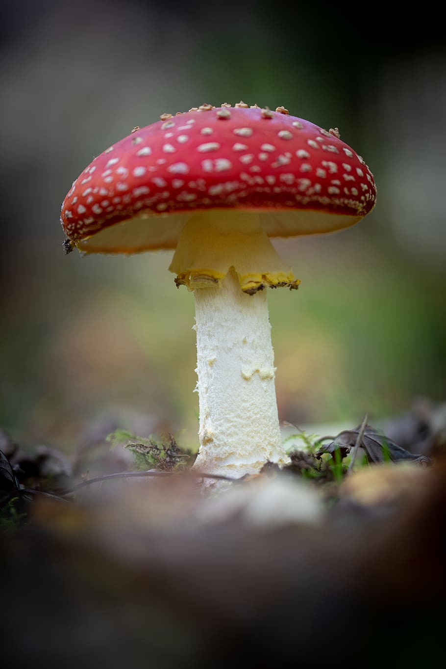 cogumelo, natureza, vermelho com pontos brancos, outono, floresta, fungos, fungo, comida, close-up, crescimento
