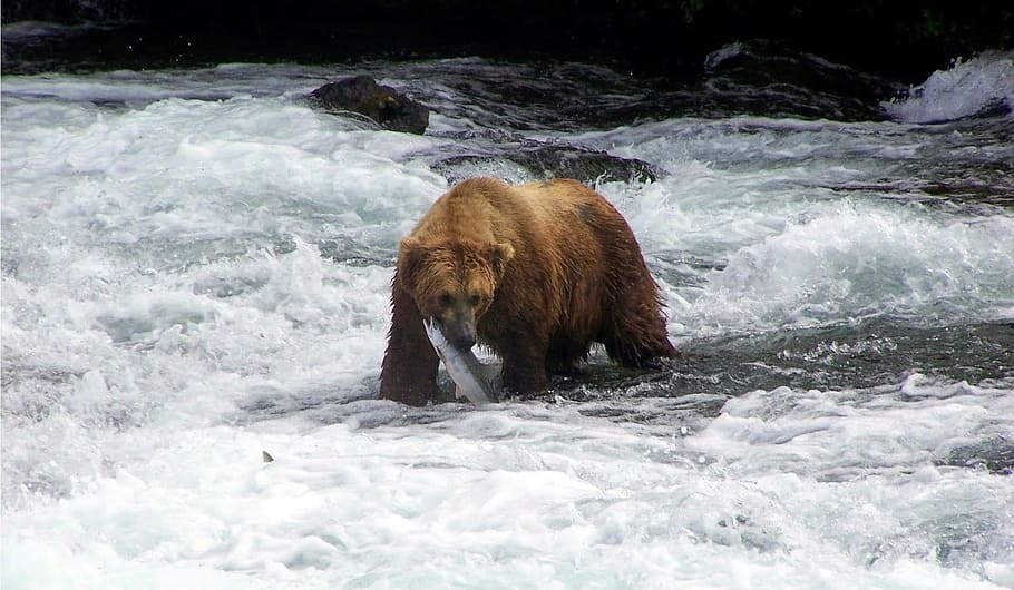 brown, bear, biting, fish, body, water, nature, outdoors, wildlife, salmon fish