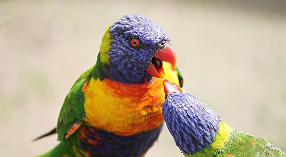 verde, amarelo, pássaro de bico curto, papagaio, Lorikeet, Trichoglossus, arco-íris, arco-íris de Trichoglossus, pássaro, azul