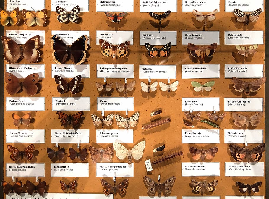 Butterflies, Collection, Wallchart, natural history, variation, large group of objects, photograph, day, outdoors, text