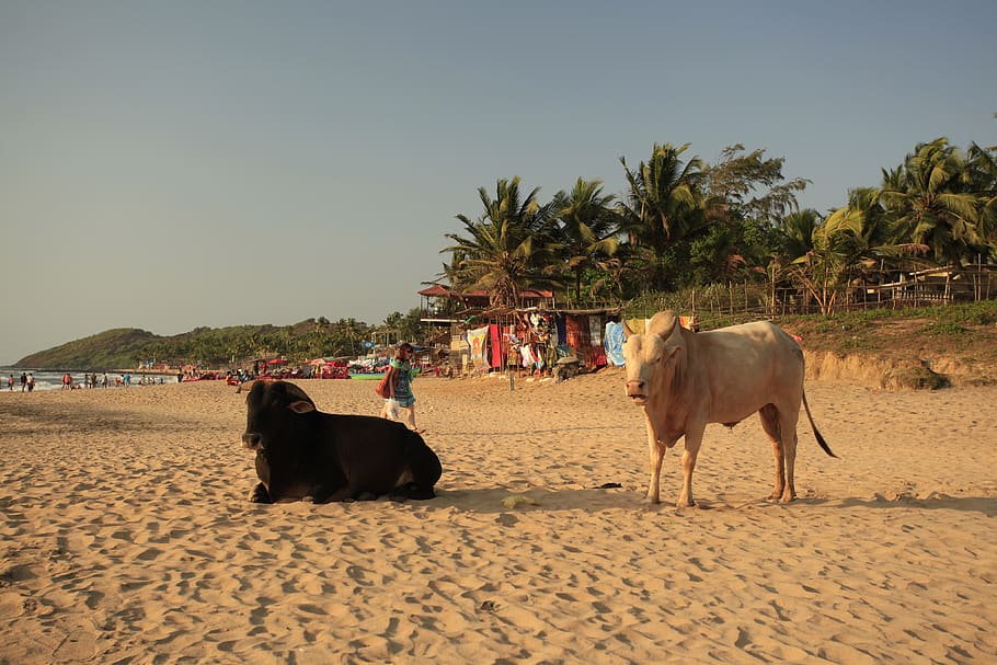 vacas, praia, goa, costa arenosa, animais, índia, animais sagrados, mamífero, animais domésticos, temas animais