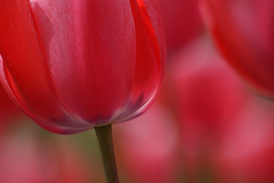 Tulip time, shallow focus photography, flower, beauty in nature, flowering plant, fragility, vulnerability, plant, close-up, freshness