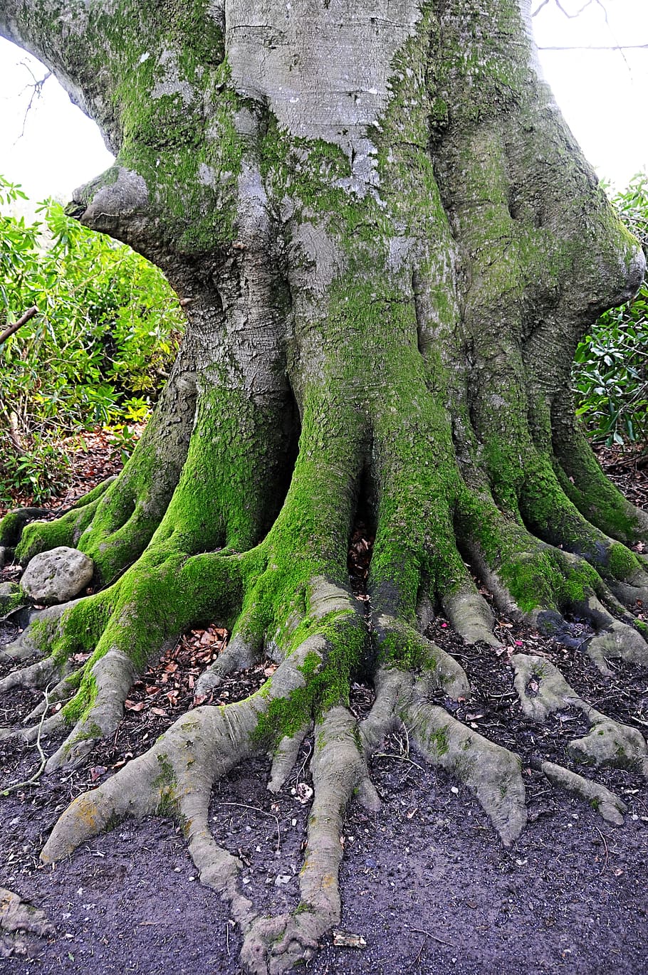 tronco de árbol cubierto de musgo, árbol viejo, Kingston Lacy, National Trust, Reino Unido, naturaleza, árbol, árboles, musgo, líquenes