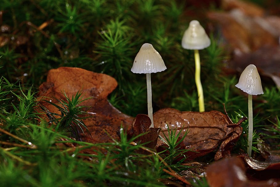 forest, mushrooms, autumn, nature, discovered, close up, screen mushrooms, small, moss, mushroom