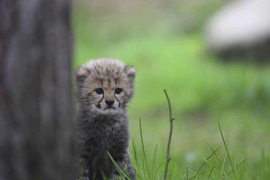 cheetah, cub, park, beekse bergen, hilvarenbeek, predator, carnivore, animal themes, animal, one animal